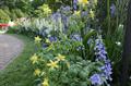 Spanish bluebell